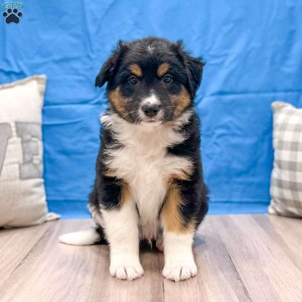 Badger, Australian Shepherd Puppy