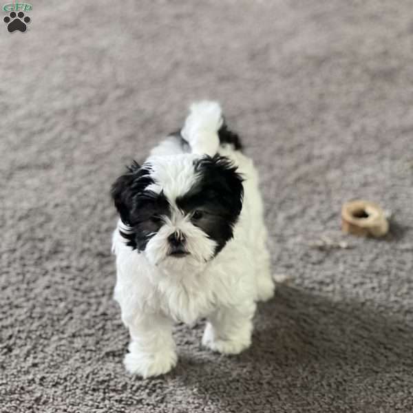 Breeze, Shih Tzu Puppy