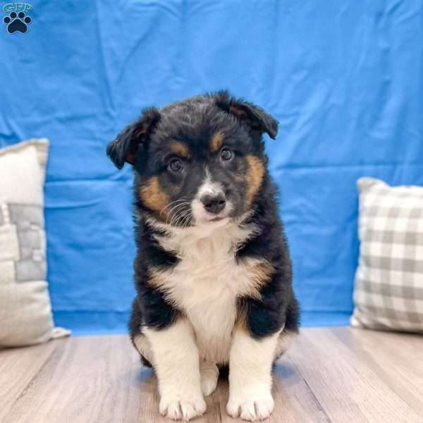 Chanuck, Australian Shepherd Puppy