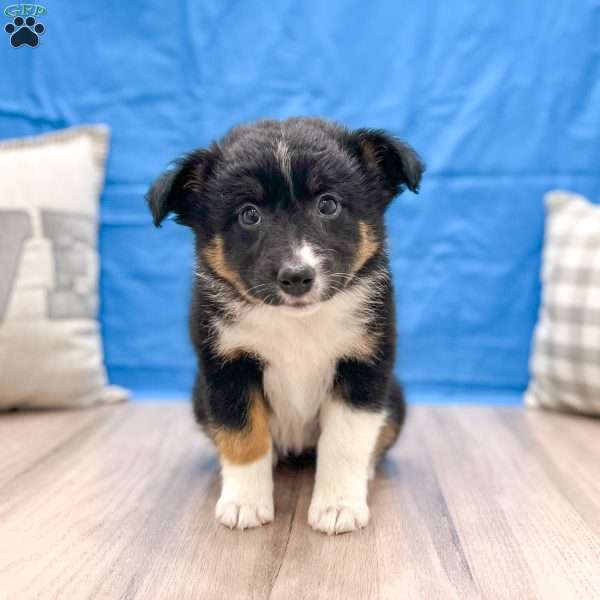 Dixie, Australian Shepherd Puppy