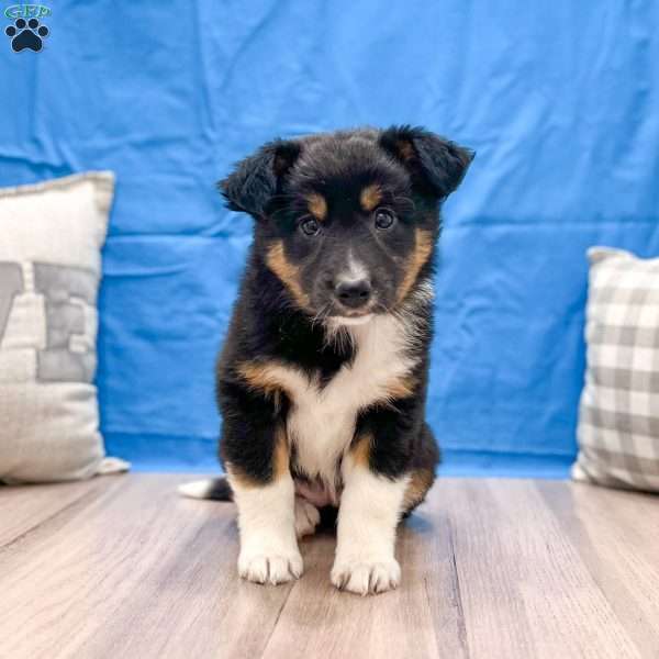 Hailey, Australian Shepherd Puppy