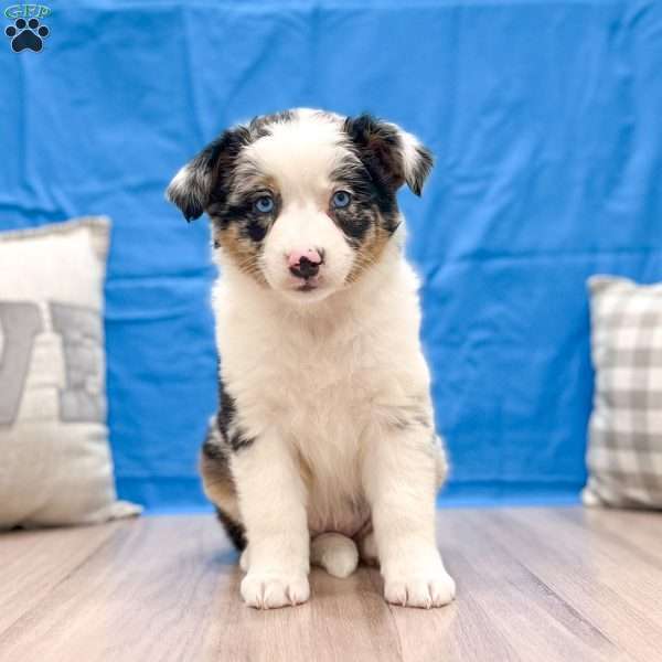 Tessie, Australian Shepherd Puppy