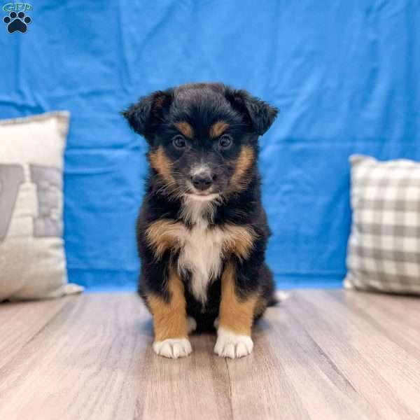 Caroline, Australian Shepherd Puppy