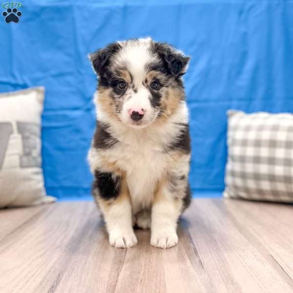 Fluffy, Australian Shepherd Puppy