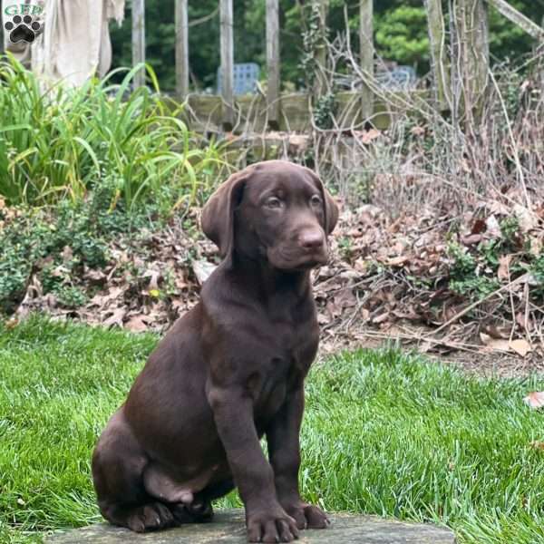 River, Chocolate Labrador Retriever Puppy