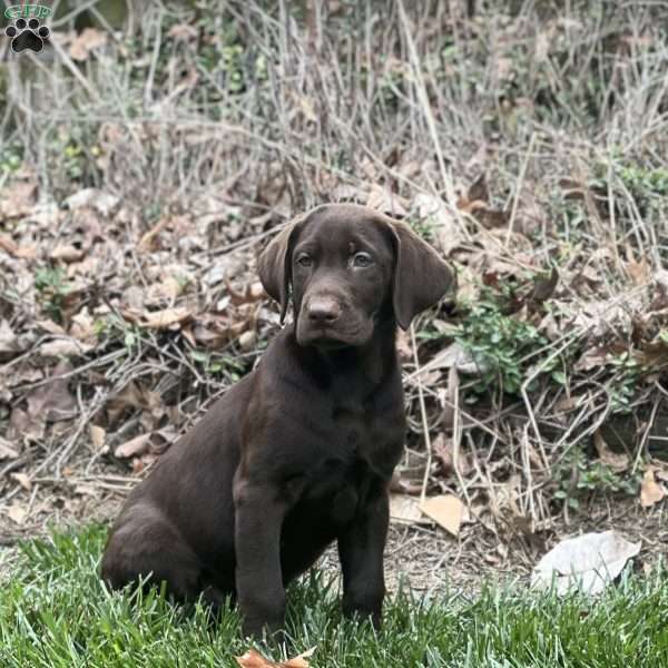 Coco, Chocolate Labrador Retriever Puppy