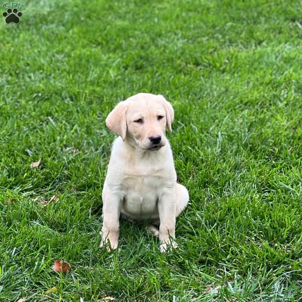 Old Yeller, Chocolate Labrador Retriever Puppy