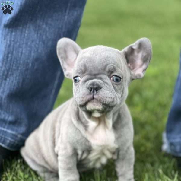 Eeny, French Bulldog Puppy