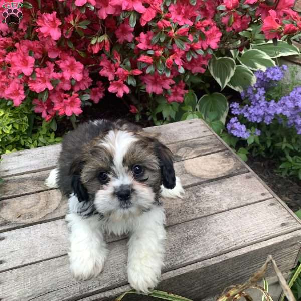 Lily, Cava-Tzu Puppy