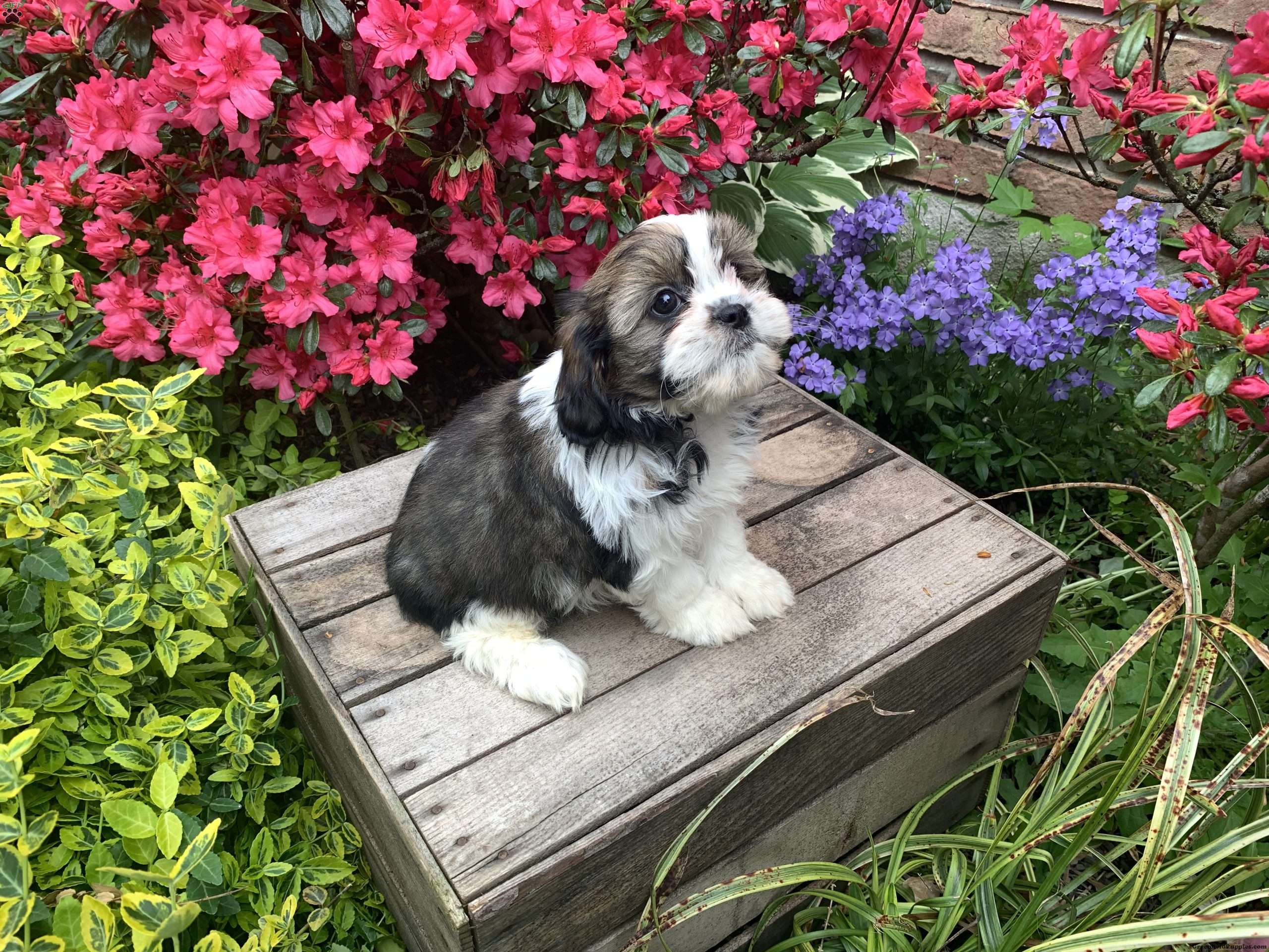 Lily - Cava-Tzu Puppy For Sale in Pennsylvania