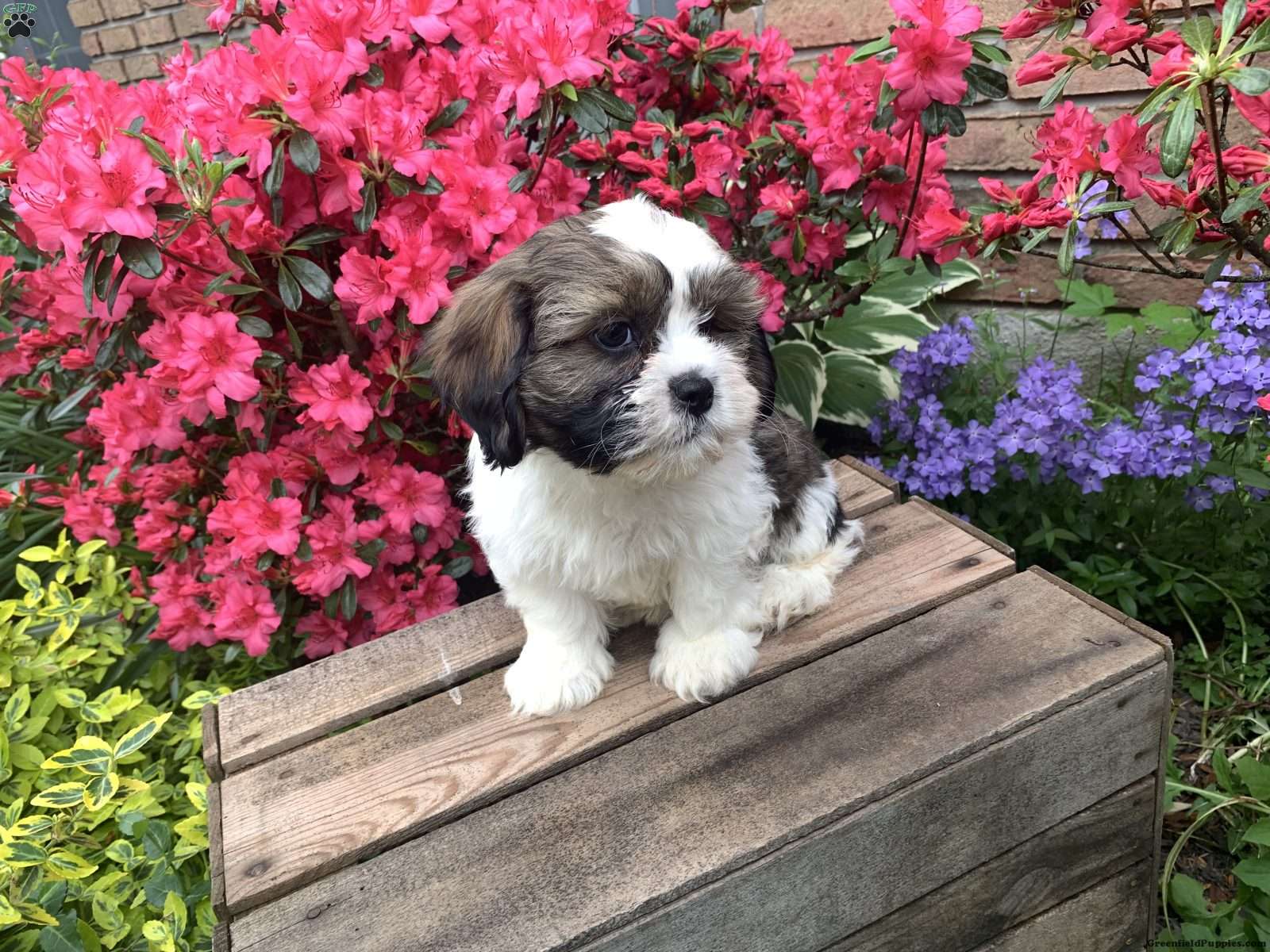 Layla - Cava-Tzu Puppy For Sale in Pennsylvania