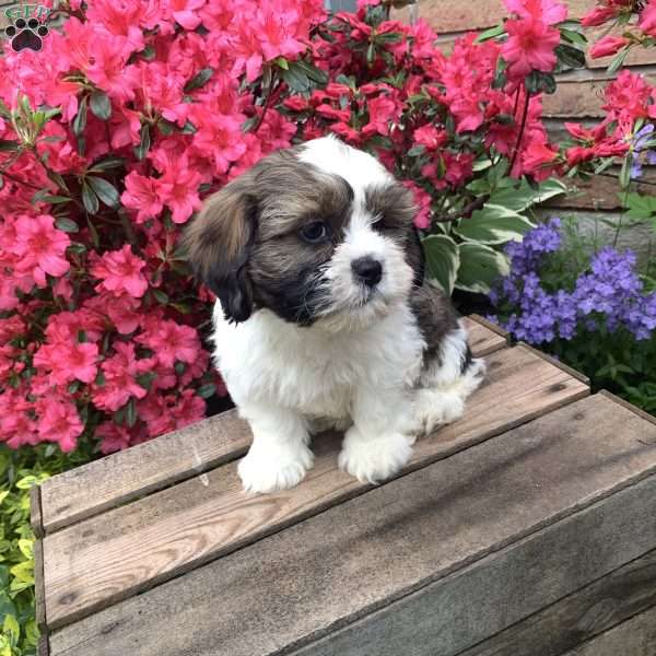 Layla, Cava-Tzu Puppy