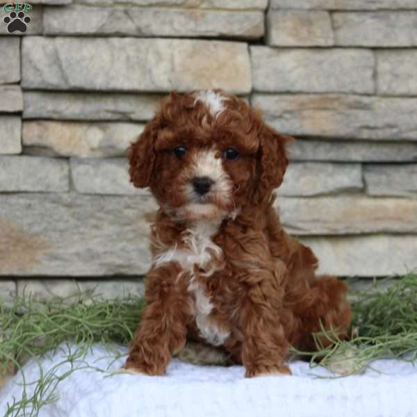 Nevaeh, Cavapoo Puppy