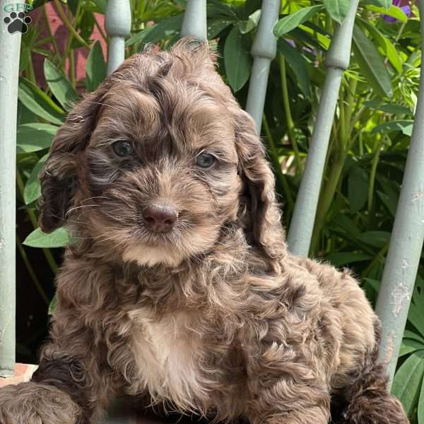 Colin, Cockapoo Puppy