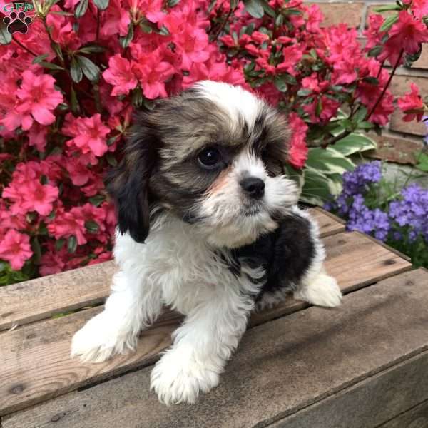 Lucas, Cava-Tzu Puppy