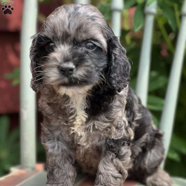 Cookie, Cockapoo Puppy