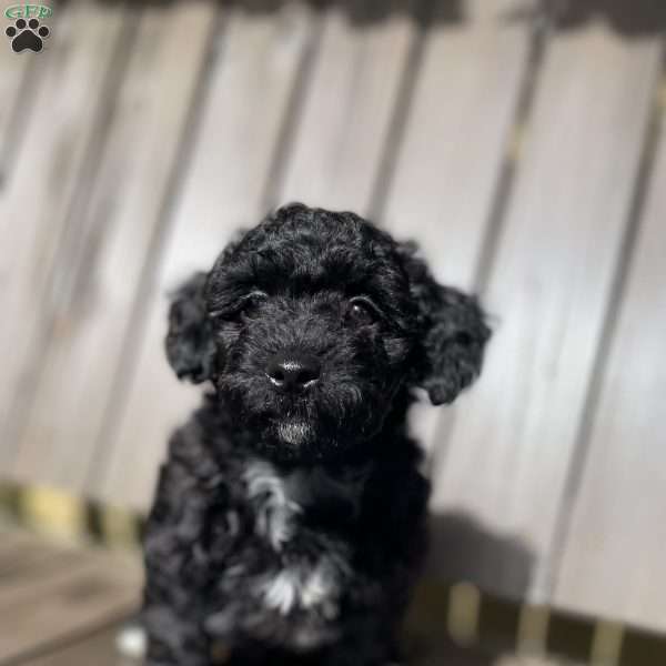 Midnight, Shih-Poo Puppy