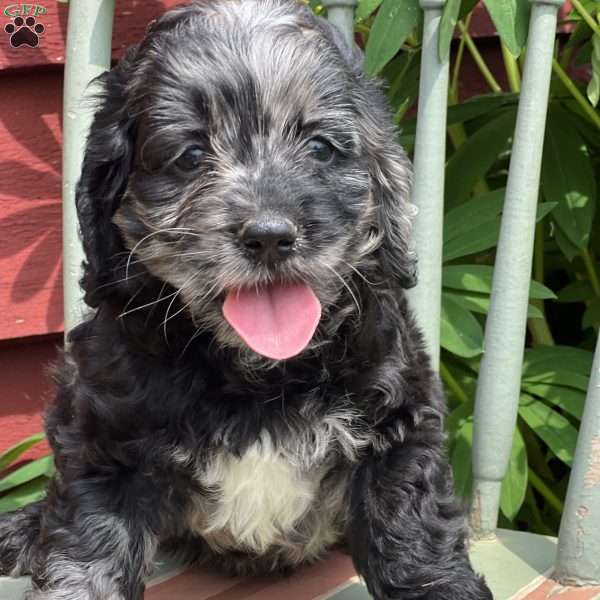 Cody, Cockapoo Puppy