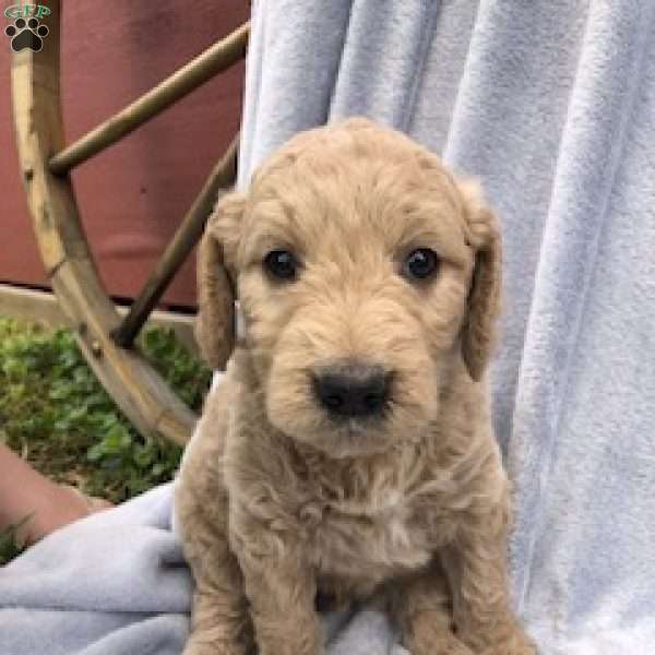 Ellis, Goldendoodle Puppy