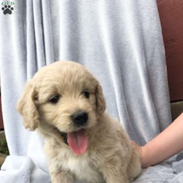 Ashley, Goldendoodle Puppy