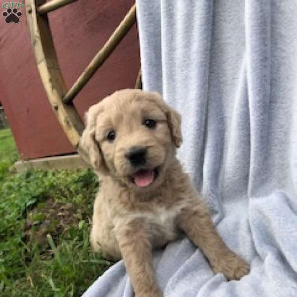 Amber, Goldendoodle Puppy