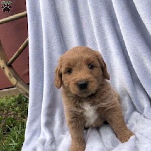 Emett, Goldendoodle Puppy