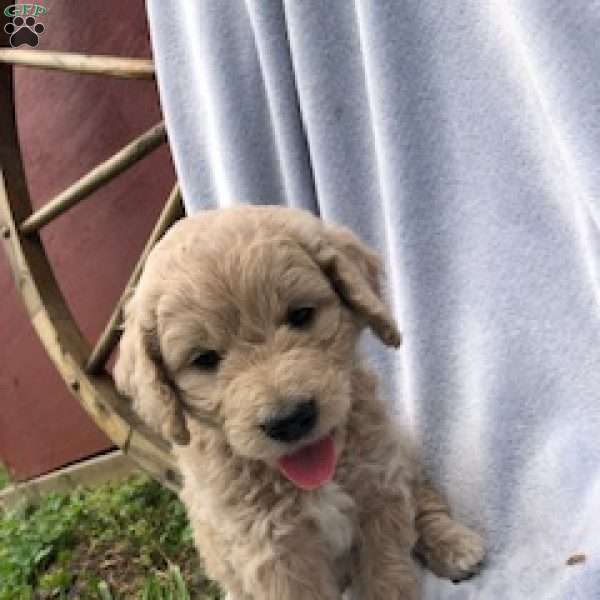 April, Goldendoodle Puppy