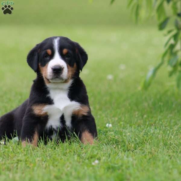 Captain, Greater Swiss Mountain Dog Puppy