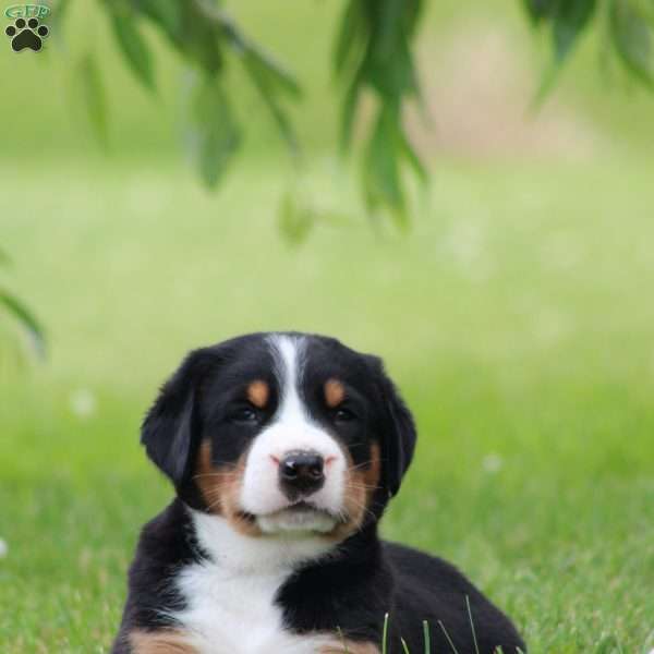 Cletus, Greater Swiss Mountain Dog Puppy