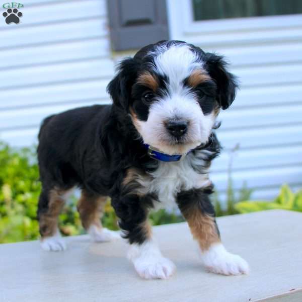 Carl, Mini Aussiedoodle Puppy