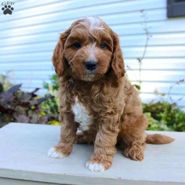 Todd, Cavapoo Puppy