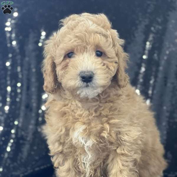 Rafe, Miniature Poodle Puppy