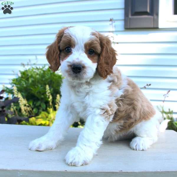 Ty, Cavapoo Puppy