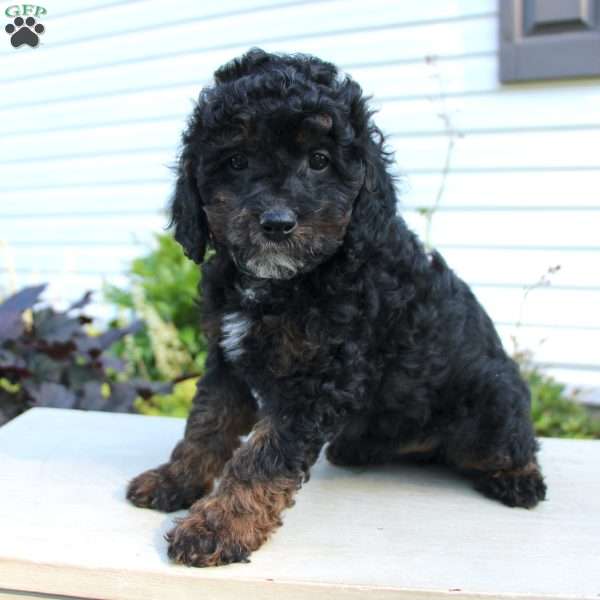 Tug, Cavapoo Puppy