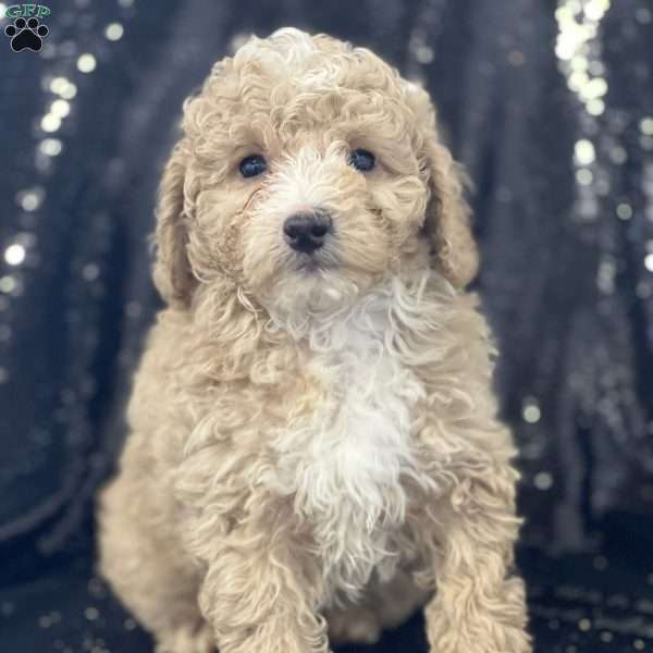 Rusty, Miniature Poodle Puppy