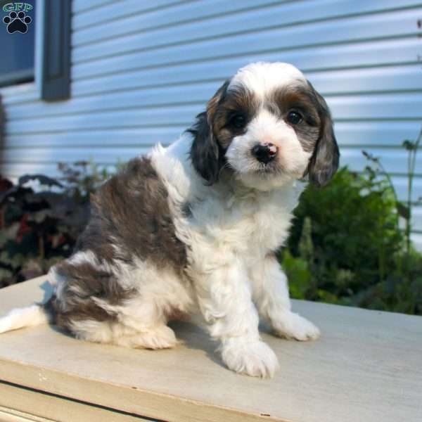 Tiny, Cavapoo Puppy