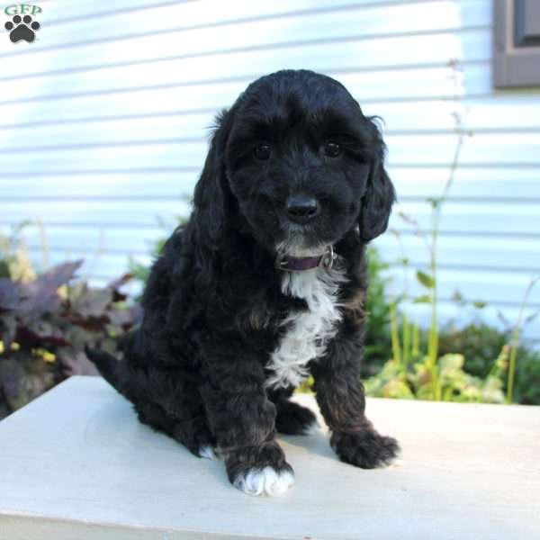 Trista, Cavapoo Puppy