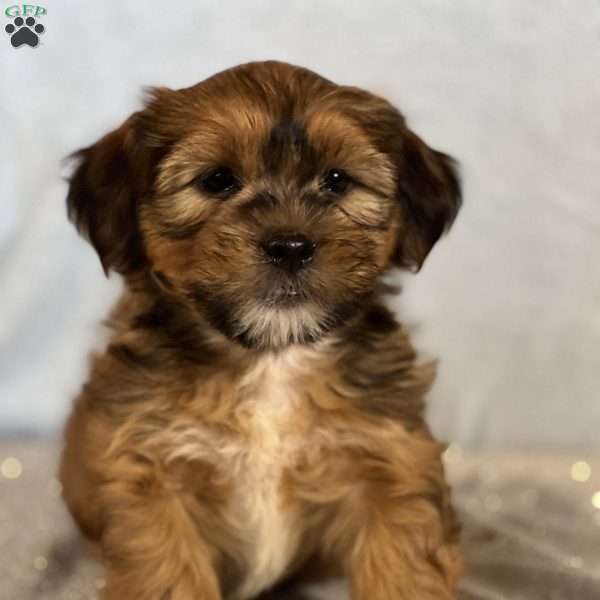 Bear, Shorkie Puppy