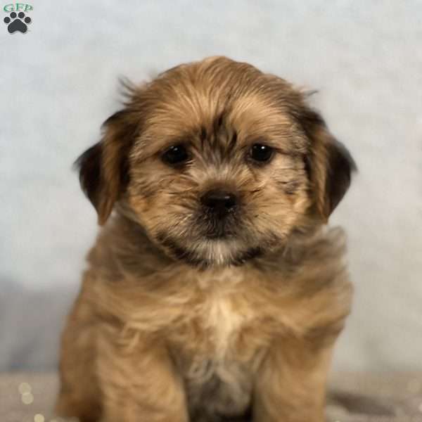 Bonnie, Shorkie Puppy