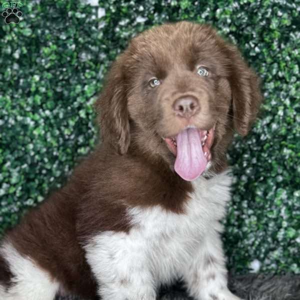 Lucy, Newfoundland Puppy