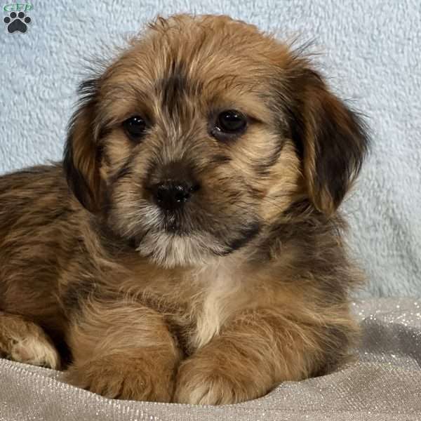 Bronx, Shorkie Puppy