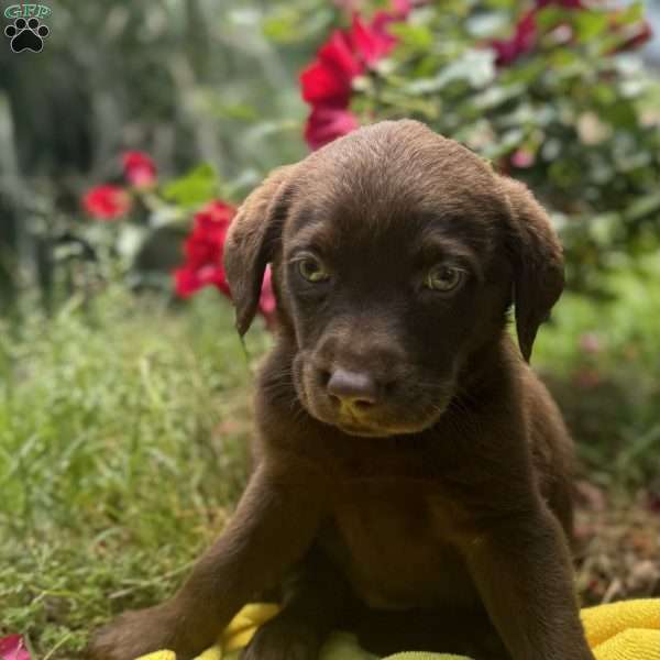 Dash, Chocolate Labrador Retriever Puppy