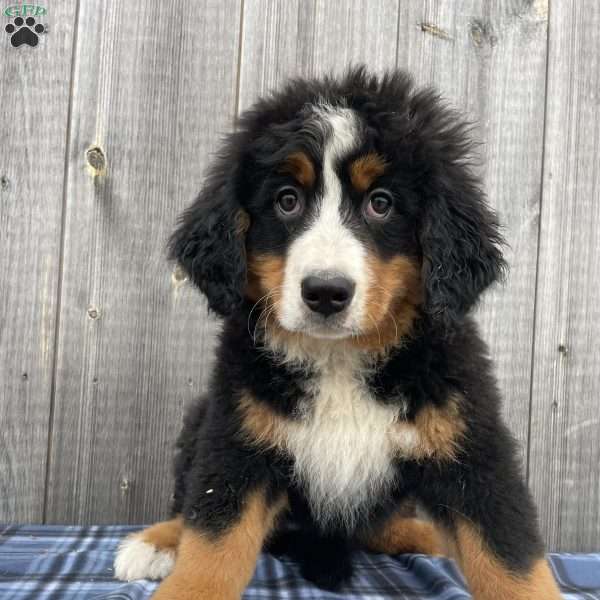 Bernice, Bernese Mountain Dog Puppy