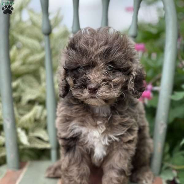 Tina, Cockapoo Puppy