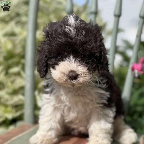 Tinker, Cockapoo Puppy