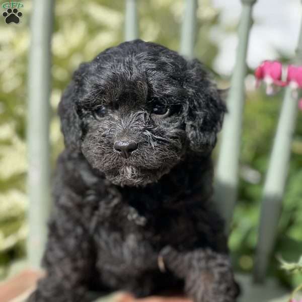 Tiffi, Cavapoo Puppy