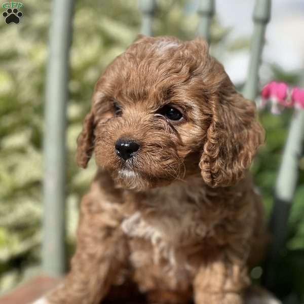 Tasha, Cavapoo Puppy