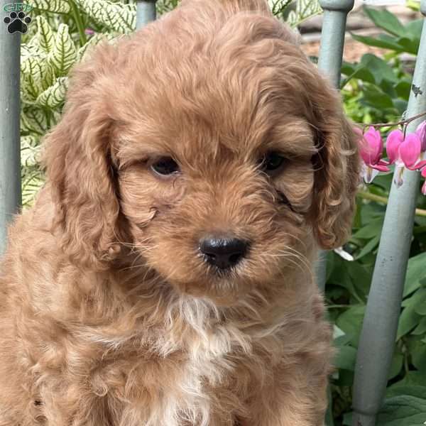 Toffee, Cavapoo Puppy