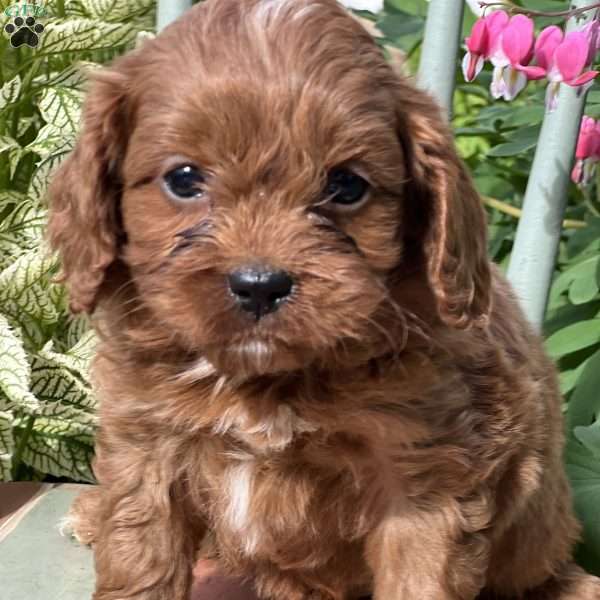 Tux, Cavapoo Puppy