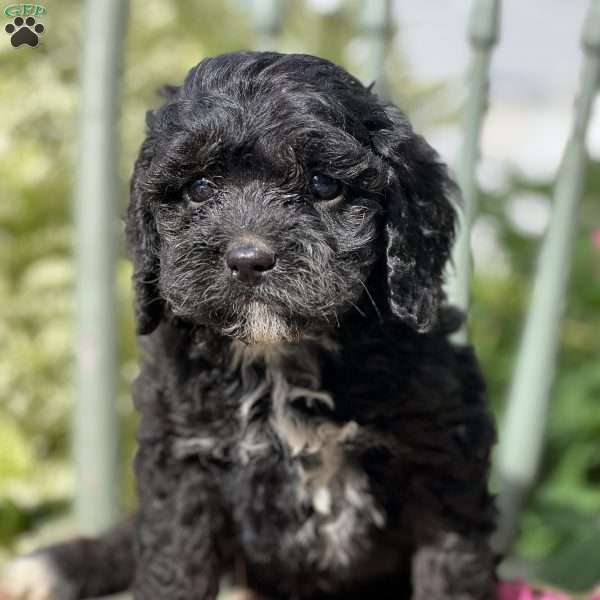 Thor, Cavapoo Puppy